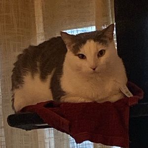 Meet your Posher, Reyes